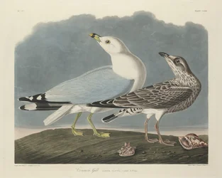 Common Gull, 1834
