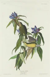 Connecticut Warbler