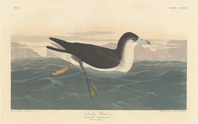 Dusky Petrel, 1836