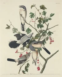 Great American Shrike or Butcher Bird