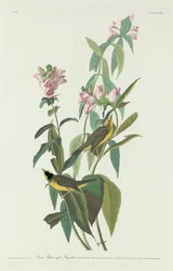 Green Black-Capped Flycatcher, 1831