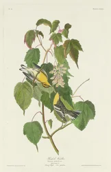 Hemlock Warbler, 1832