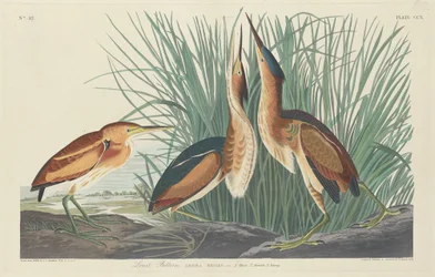Least Bittern, 1834