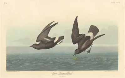 Least Stormy Petrel