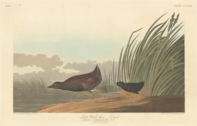 Least Water-hen
