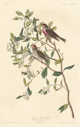 Lesser Red-poll