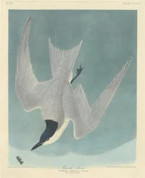 Marsh Tern