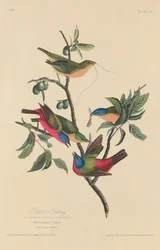 Painted Bunting