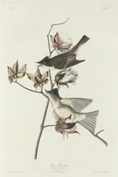 Pewit Flycatcher
