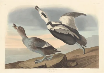 Pied Duck