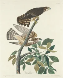 Pigeon Hawk