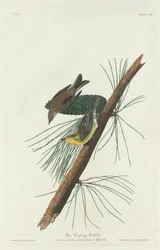 Pine Creeping Warbler, 1832