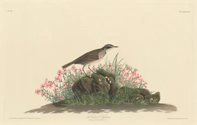 Prairie Titlark