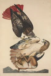 Red-tailed Hawk, 1829.