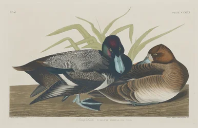 Scaup Duck, 1834