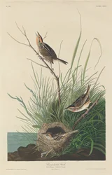 Sharp-Tailed Finch, 1832