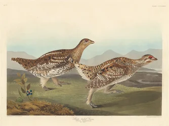 Sharp-tailed Grouse, 1837