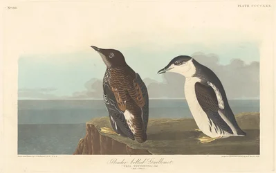 Slender-billed Guillemot, 1838