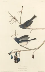 Snow-Bird