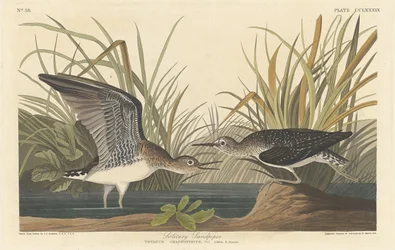Solitary Sandpiper, 1836