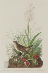 Tawny Thrush