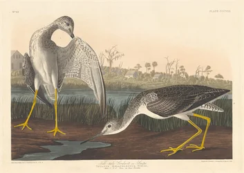 Tell-tale Godwit, 1836