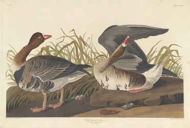 White-fronted Goose, 1836