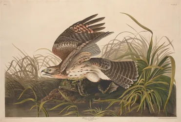 Winter Hawk, 1829