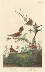 Winter Wren and Rock Wren