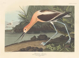 American Avocet
