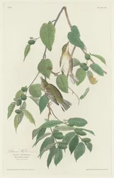 Autumnal Warbler