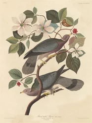Band-tailed Pigeon