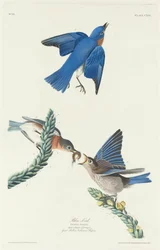 Blue Bird