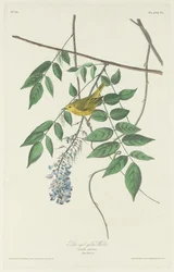 Blue-eyed Yellow Warbler