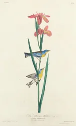 Blue Yellow-backed Warbler