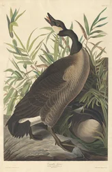Canada Goose