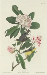 Canada Warbler