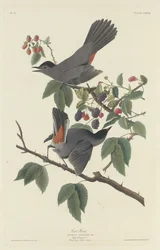 Cat Bird