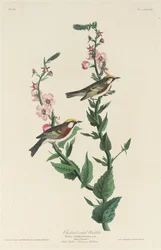 Chestnut-Sided Warbler