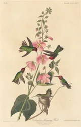 Columbian Humming Bird