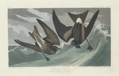 Fork-tailed Petrel