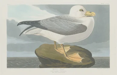 Fulmar Petrel