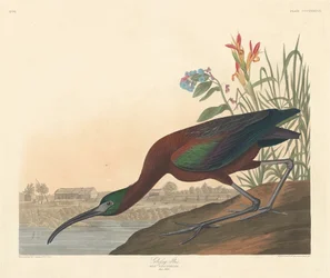 Glossy Ibis