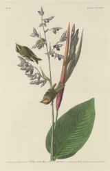 Golden-Crested Wren