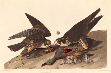 Great Footed Hawk