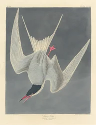 Great Tern