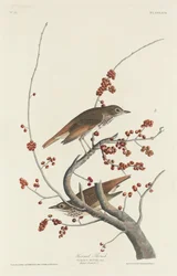 Hermit Thrush