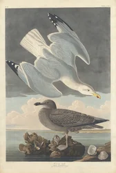 Herring Gull