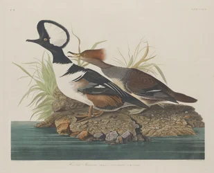 Hooded Merganser