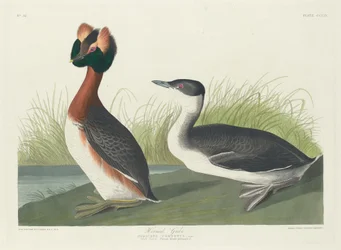 Horned Grebe